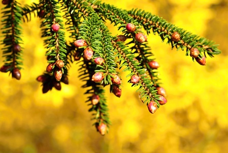 Abstract gold Christmas background with evergreen branch