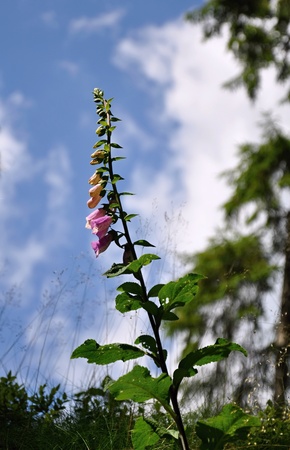 Beautiful foxglove with blue sky summer landscape
