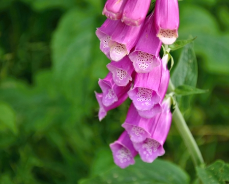 Beautiful pink foxglove with blurred forest green background