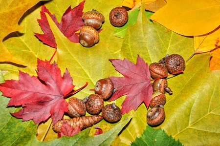 Autumn background formed by colorful leaves and acornsの写真素材