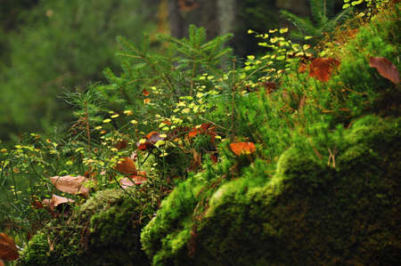 Detail of beautiful green moss in the forestの写真素材