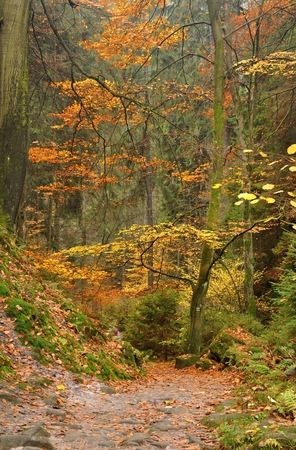 Autumn forest with colorful falling leaves and wayの写真素材