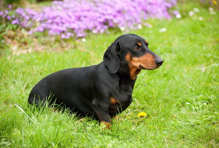 Little black dachshund on spring garden with flowersの写真素材