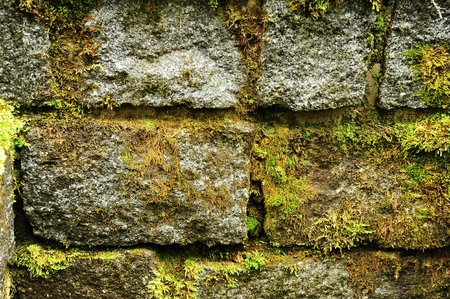 Texture of rough stone wall with green moss after a spring rain