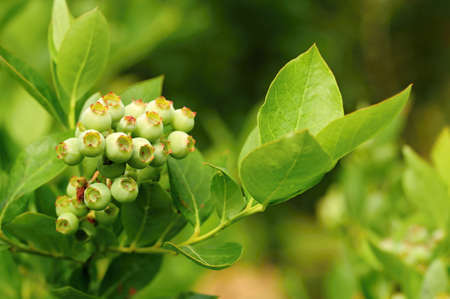 Unripe little green blueberry bushes in the gardenの写真素材