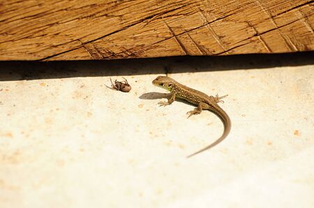 Small lizard and spider as food for lizardsの写真素材