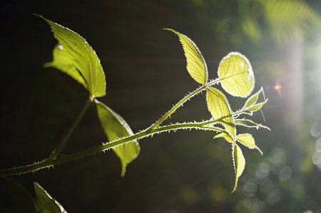 Fresh green spring plants in the forest lighted sun