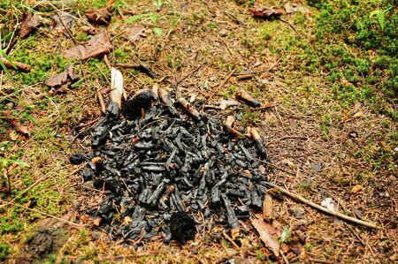 Remnants of carbon after a small campfire in the meadowの写真素材
