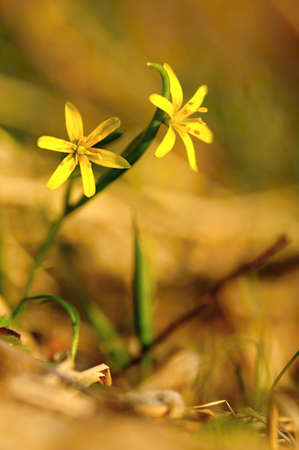 Beautiful and fresh spring flowers in the grass and sunの写真素材
