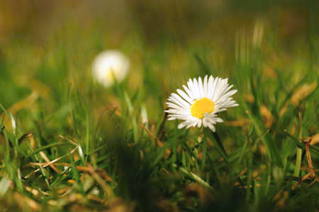 Beautiful and fresh daisies in spring grass and sunの写真素材