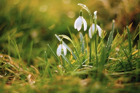Beautiful snowdrops spring with little rain and sunの写真素材
