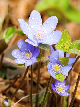 Fresh purple spring flowers Hepatica with morning dewの写真素材