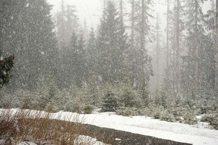 Snowstorm in the woods at the beginning of springの写真素材