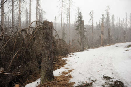 Snowstorm in the woods at the beginning of springの写真素材