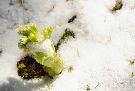 The first spring plant growing through the snowの写真素材