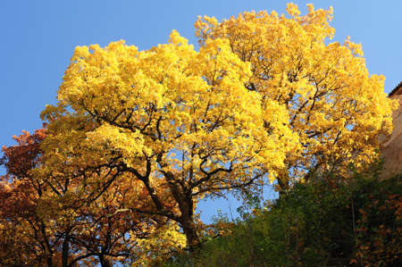 Beautiful and colorful autumn trees with blue sky
