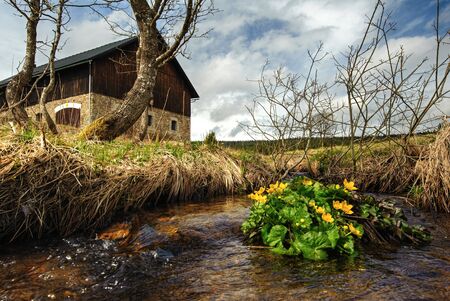 Spring creek with buttercups in the background barnの写真素材