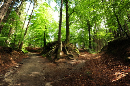Small Forest crossroads with trees and dirt roadの写真素材