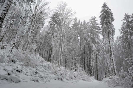 Snow and frost in the evening of December the woods
