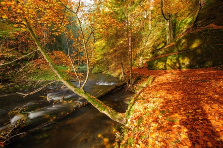 Autumn colored trees, leaves, rocks around the beautiful riverの写真素材