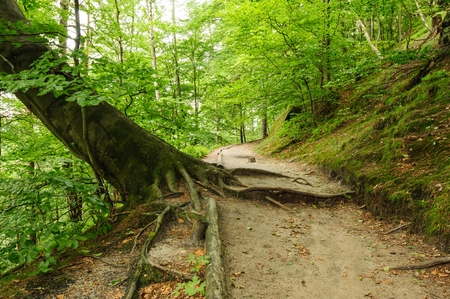 Beautiful landscape of Bohemian Switzerland with forests and gorgesの写真素材