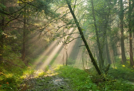 Sunshine rays glowing in fog in a green forestの写真素材