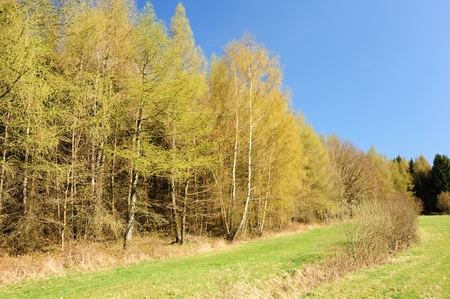 Beautiful spring landscape with forest, meadow and blue skyの写真素材