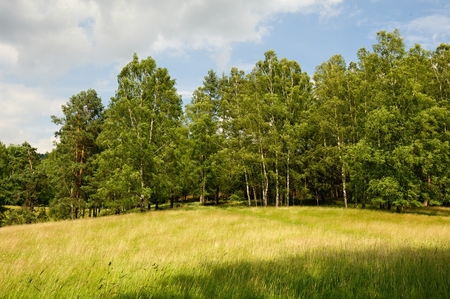 Beautiful green landscape with meadow, trees and skyの写真素材