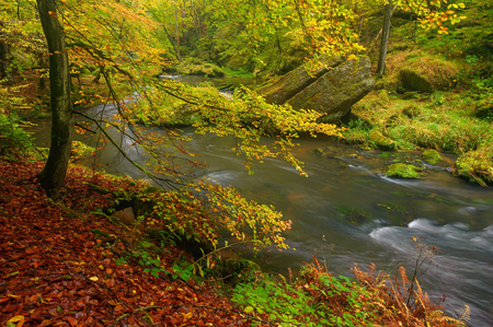 A beautifully clean river flowing through a colorful autumn forestの写真素材