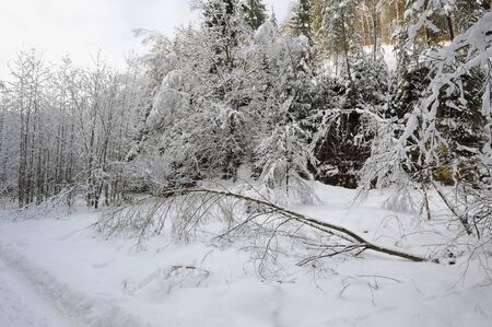 Winter landscape with snow in the Czech Switzerlandの写真素材