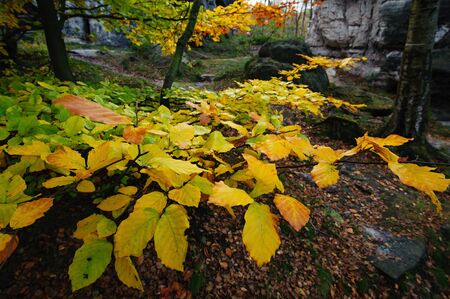 Autumn landscape - rocks, forests - all beautifully coloredの写真素材