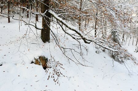 Winter landscape with snow in the Czech Switzerlandの写真素材