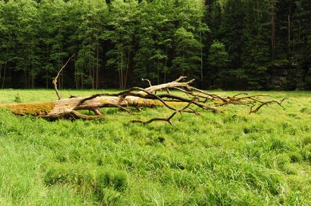 Beautiful green summer meadows with forest and grassの写真素材