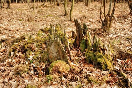 Very old and rotten mossy tree stump in the spring sunshineの写真素材
