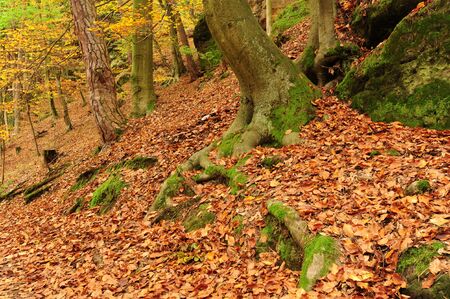 Beautiful autumn color forest with leaves and foliageの写真素材
