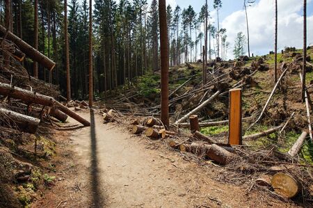 Fallen trees after a storm in the forest