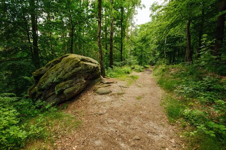 Beautiful hiking path leading through green forestの写真素材