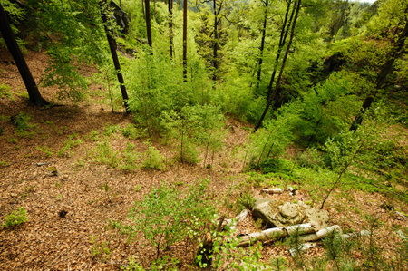 Stones and trunk in old deciduous forestの写真素材