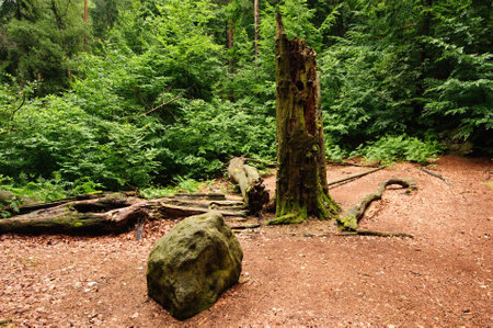 Green forest, leaves and old trees in Bohemian Switzerlandの写真素材