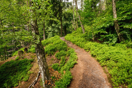 Beautiful hiking path leading through green forestの写真素材