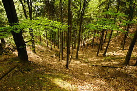 Beautiful hiking path leading through green forestの写真素材