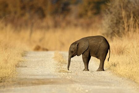 Young African Elephant lost on the gravel roadの写真素材
