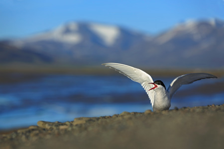 White bird with black cap, Arctic Tern, Sterna paradisaea, with Arctic landscape in background,...