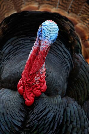 Portrait of Wild Turkey, Meleagris gallopavo, blue and red headの写真素材