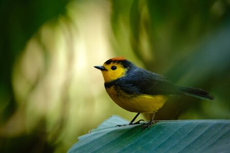 Yellow and red headed songbird Collared Redstart, Myioborus torquatus, Savegre, Costa Ricaの写真素材