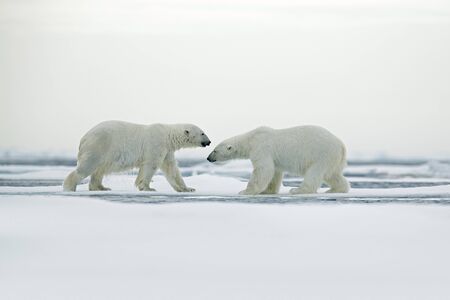 Polar bear couple cuddling on drift ice in Arctic Svalbardの写真素材