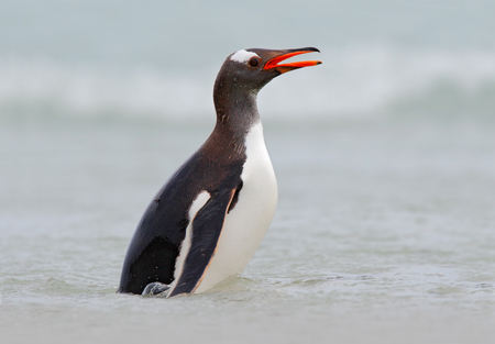 Gentoo penguin jumps out of the blue water while swimming through the ocean in Antarcticaの写真素材