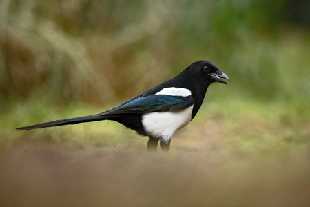 European Magpie or Common Magpie, Pica pica, black and white bird with long tail, in the nature habitat, clear background, Germanyの写真素材