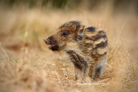 Young Wild boar, Sus scrofa, in the grass meadowの写真素材