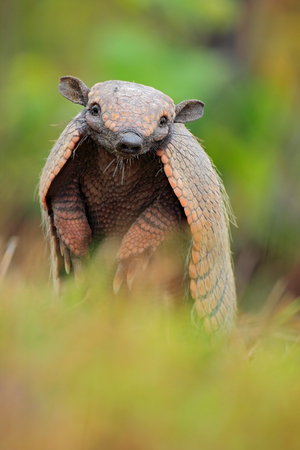 Funny portrait of Southern Naked-tailed Armadillo, Cabassous unicinctus, Pantanal, Brazilの写真素材